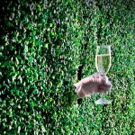 prosecco-hedge